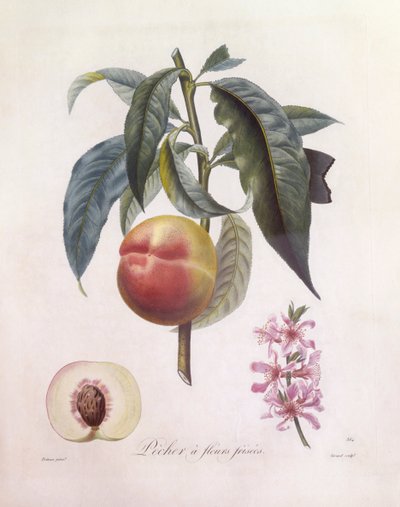 Şeftali (Prunus persica), Henry Louis Duhamel du Monceau, Pierre Jean Francois Turpin tarafından botanik tabak by Pierre Jean Francois Turpin
