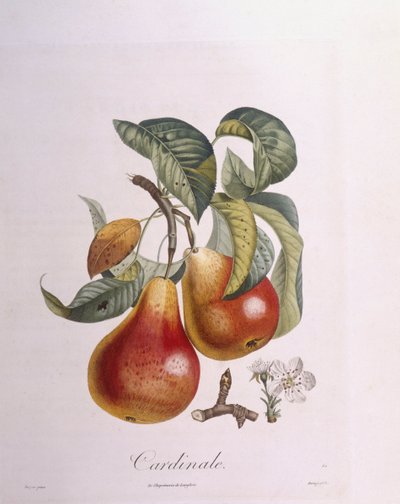 Armut "Kardinal" Henry Louis Duhamel du Monceau, Pierre Jean Francois Turpin tarafından botanik plaka by Pierre Jean Francois Turpin