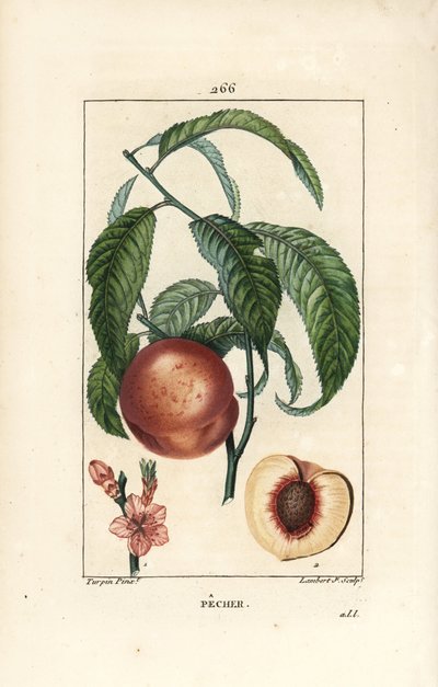 Pecher - Şeftali ağacı, Amygdalus persica, çiçek, yaprak, sap, olgun meyve ve tohumlu bölümde meyve. Chaumeton, Poiret ve Chamberet