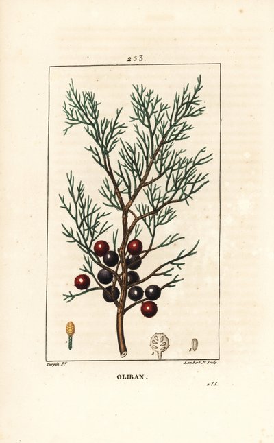 Phenicie veya Lycia Ardıç veya Kırmızı Ardıç - Fenike ardıç, arar veya tütsü, Ardıç phoenicea, dal, yaprak ve meyve ile. Chaumeton, Po