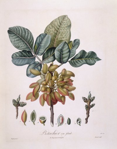Antep fıstığı (Pistacia vera), Henry Louis Duhamel du Monceau, Pierre Jean Francois Turpin tarafından botanik tabak by Pierre Jean Francois Turpin
