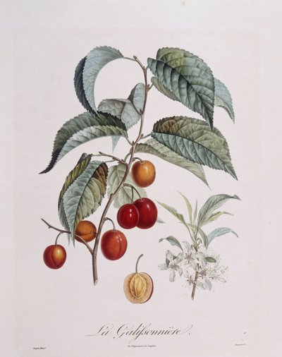 Erik "La Galifsonniere" Henry Louis Duhamel du Monceau, Pierre Jean Francois Turpin tarafından botanik plaka by Pierre Jean Francois Turpin