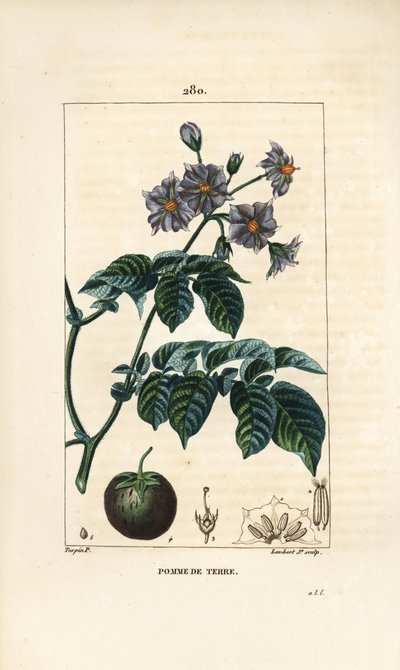 Patates (patates) - Patates, Solanum tuberosum, çiçek, yaprak, sap ve meyve ile. Chaumeton, Poiret ve Chamberet
