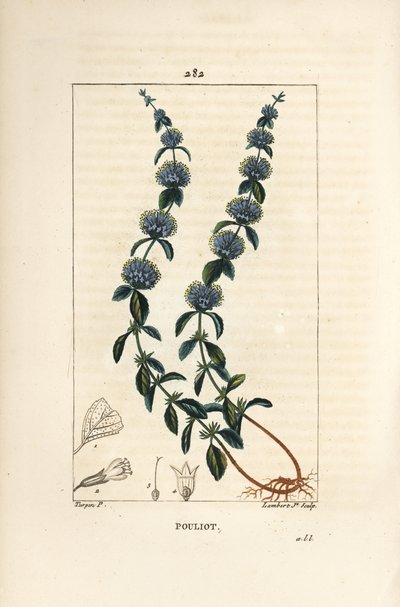 Pouliot Nane - Pennyroyal nane, Mentha pulegium, çiçek, yaprak, sap, kök ve tohum ile. Chaumeton, Poiret ve Chamberet