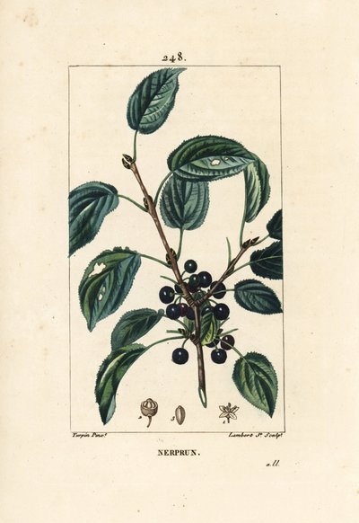 Müshil cehri, Katartik cehri veya resmi cehri - Tahliye cehri, Rhamnus cathartica. Chaumeton, Poiret ve Chamberet