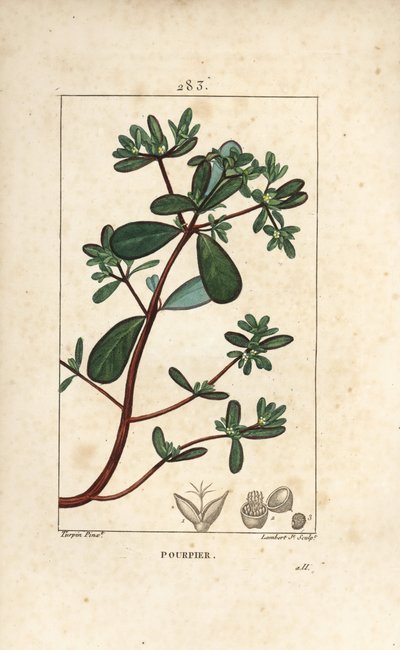 Semizotu, Porselen, Porculaca oleracea, yaprak, sap ve çiçek ile. Chaumeton, Poiret ve Chamberet