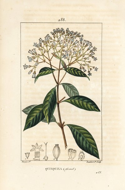 Quinquina - Quinine veya Peru kabuğu ağacı, Cinchona officinalis, çiçek, dal, yaprak ve tohum ile. Chaumeton, Poiret ve Chamberet