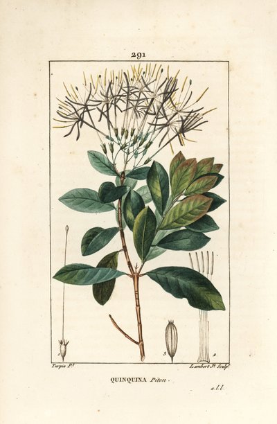 Quinquina piton - Çiçek, yaprak, sap ve tohum ile Exostema sanctae-luciae (syn. Cinchona floribunda). Chaumeton, Poiret ve Chamberet