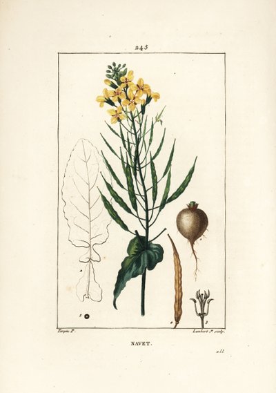 Kolza veya yağlı tohum, Brassica napus, yaprak, çiçek ve kök ile. Chaumeton, Poiret ve Chamberet