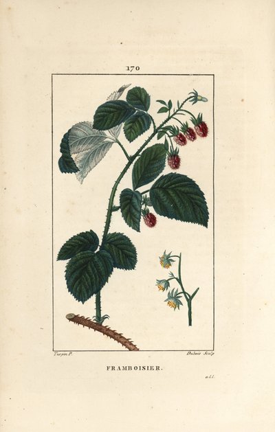 Ahududu - Çiçekler, yapraklar, dikenler ve olgun meyve gösteren Ahududu, Rubus idaeus. Chaumeton