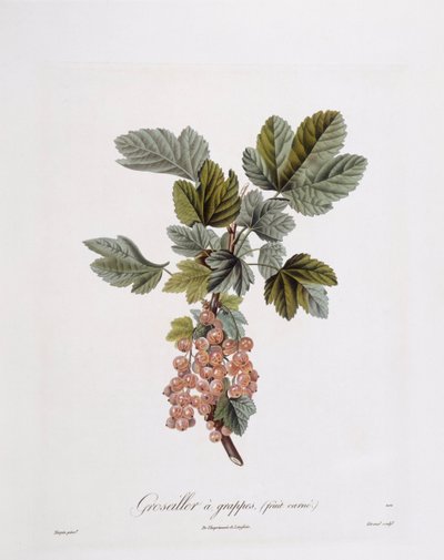 Frenk üzümü (Ribes rubrum), Henry Louis Duhamel du Monceau, Pierre Jean Francois Turpin tarafından botanik plaka by Pierre Jean Francois Turpin