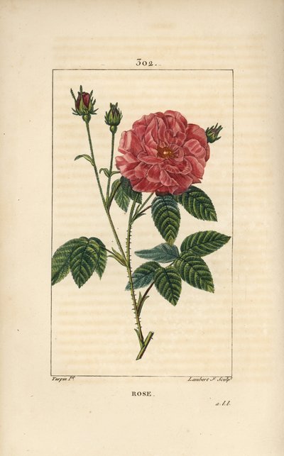 Rose de France veya Rose de Provins - Gül, Rosa gallica, tomurcuk, çiçek, yaprak ve dikenli saplı. Chaumeton, Poiret ve Chamberet
