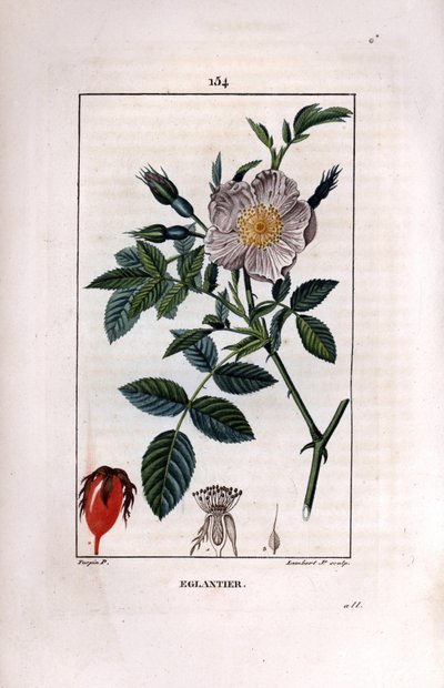 Berry (kuşburnu veya kuşburnu) ve gül ile kuşburnu dalı - Yabani yaban gülü, Rosa canina, çiçek, tomurcuk ve kuşburnu ile. Chaumeton, Poiret ve C