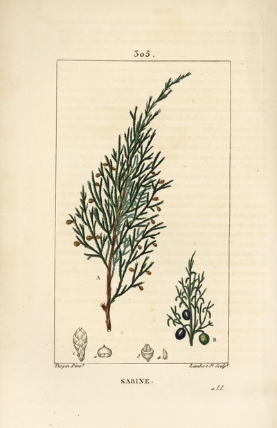 Sabine ardıç, Juniperus sabina, dut, yaprak, sap ve tohum ile. Chaumeton, Poiret ve Chamberet