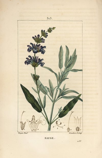 Adaçayı officinale - Ortak adaçayı, Salvia officinalis, çiçek, yaprak, sap ve tohum ile. Chaumeton, Poiret ve Chamberet