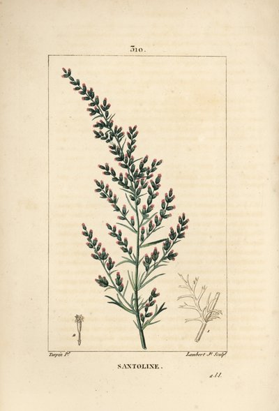 Adaçayı çeşidi - Solucan tohumu veya Tatarian güney ağacı, Artemisia santonicum. Chaumeton, Poiret ve Chamberet