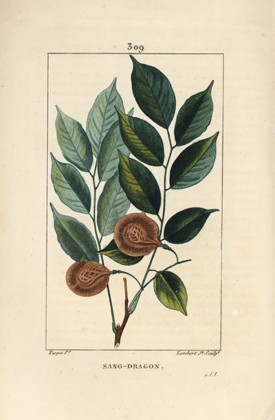 Sang dragon (kum ejderhası), mangle medaille, paletuvier veya mangle rivière - Dragonsblood veya paduak ağacı, Pterocarpus officinalis (Pterocarpus draco), yaprak, meyve ve tohum ile. Hassas. Bir dr