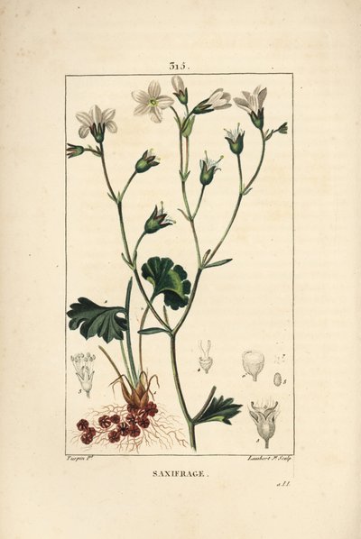 Saxifrage granulee veya Saxifrage a bubbles - Çayır saxifrage, Saxifraga granulata, çiçek, yaprak, sap ve kök ile. Chaumeton, Poiret ve Cha