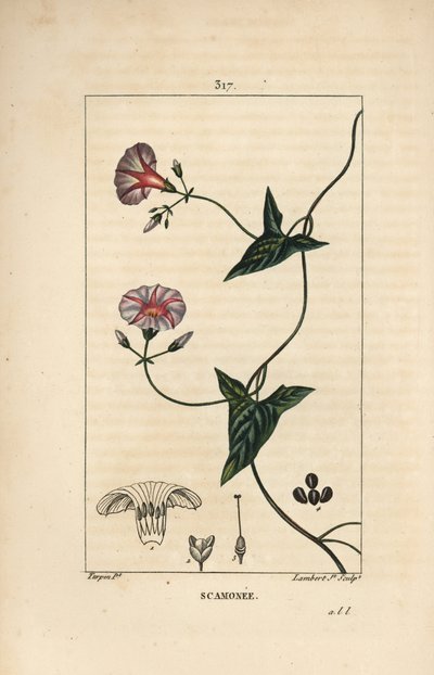 Scammonee - Scammony, Convolvulus scammonia, çiçek, yaprak, sap ve tırmanma dalıyla. Chaumeton, Poiret ve Chamberet