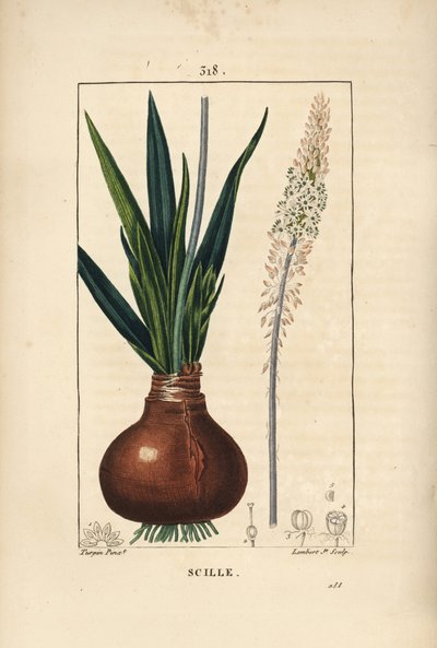Deniz squill, Drimia maritima, ampul, yaprak, sap ve çiçek ile. Chaumeton, Poiret ve Chamberet