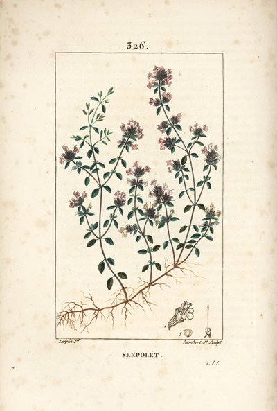 Serpolet veya kekik serpolet - Sürünen kekik veya yabani kekik, Thymus serpyllum, çiçek, yaprak, sap ve kök ile. Chaumeton, Poiret ve Chamberet