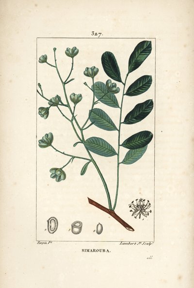 Simarouba bite - Marupa veya acı ağaç, çiçek, yaprak, dal ve tohum ile Simarouba amara (Quassia simaruba). Chaumeton, Poiret ve Chamberet