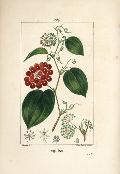 Smilax Variety - Çin smilax, Smilax çin, çiçek, dal, yaprak ve meyve ile. Chaumeton, Poiret ve Chamberet