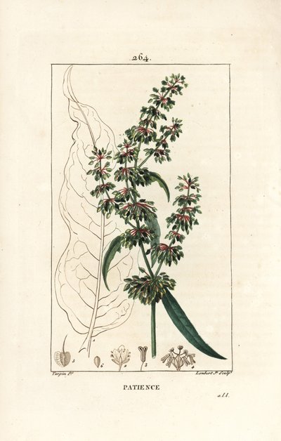 Spinard kuzukulağı sabır des moines - Sabır rıhtım, Rumex hasta, çiçek, sap, yaprak, tohum ve yaprak anahatlı. Chaumeton, Poiret ve Poiret