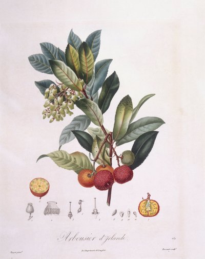 Çilek ağacı (Arbutus unedo), Henry Louis Duhamel du Monceau, Pierre Jean Francois Turpin tarafından botanik plaka by Pierre Jean Francois Turpin