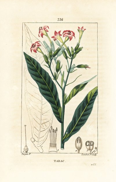 Tütün - Tütün, Nicotiana tabacum. Chaumeton, Poiret ve Chamberet