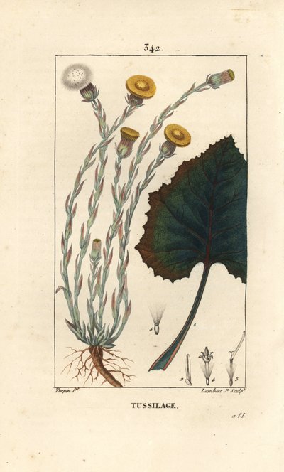 Tussilage ou pas d'donkey - Colts ayağı, Tussilago fara, çiçek, yaprak, gövde ve kök ile. Chaumeton, Poiret ve Chamberet'nin “” La Flore Medicale'sinden Pierre Jean-Francois Turpin'in çiziminden Lambert Junior tarafından elle boyanmış nokta by Pierre Jean Francois Turpin