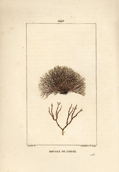 Fucus çeşidi - Deniz enkazı, Fucus helminthocorton. Chaumeton, Poiret ve Chamberet