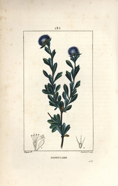Küresel çeşitlilik - Üç diş yapraklı globularia, Globularia fruticosa. Chaumeton, Poiret ve Chamberet