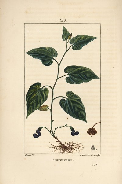 Virginia Snakeroot - Virginia yılan kökü, Aristolochia serpentaria, çiçek, yaprak, sap, tohum ve kök ile. Chaumeton, Poiret ve Chamberet