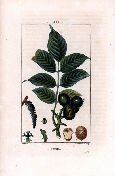 Fındıklı ceviz dalı - Ceviz ağacı, Juglans regia, dallı, yapraklı, olgun meyveli, kabuklu ve kesitli fındık. Chaumeton, Poiret ve Odası