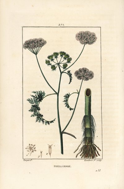 Su damlası veya baldıran otu, Oenanthe aquatica (Phellandrium aquatica), çiçek, yaprak, sap ve kök ile. Chaumeton, Poiret ve Chamberet