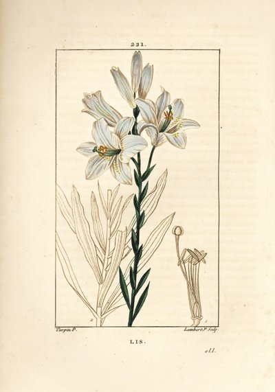 Beyaz zambak veya madonna zambak - Beyaz zambak, Lilium candidum. Chaumeton, Poiret ve Chamberet