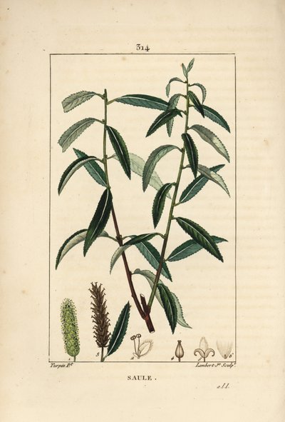 Beyaz veya Gümüş Söğüt, Beyaz Hasır - Beyaz söğüt ağacı, Salix alba, yaprak, çiçek, erkek ve dişi kedicikler, meyve ve tohum ile. Chaumeton, Poi