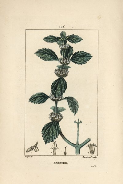Beyaz veya adi marrube - Adi tazı, Marrubium vulgare. Chaumeton, Poiret ve Chamberet