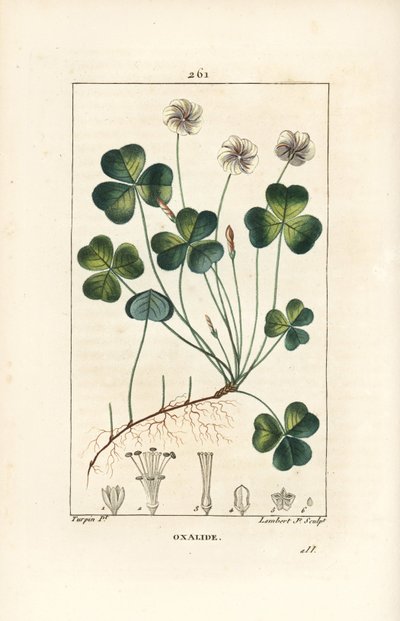 Ahşap kuzukulağı, Oxalide (oxalis) des bois - Ahşap kuzukulağı, çiçek, yaprak, sap, tohum ve kök ile Oxalis acetosella. Chaumeton, Poiret ve Chambere