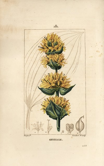 Sarı Gentian veya Büyük Gentian - Gentian, Gentiana lutea. Chaumeton, Poiret ve Chamberet
