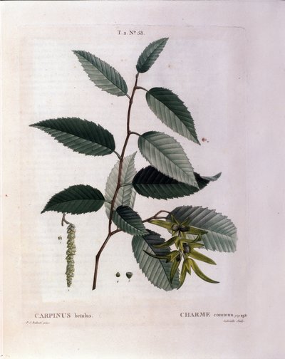 Botanik: çekicilik dalı. “” Nouveau Duhamel du Monceau veya Treats Treats Treats Trees and Çalılar'dan alınan plaka, Pierre Joseph Redoute (1759-1840) 1819 tarafından suluboya by Pierre Joseph (after) Redoute