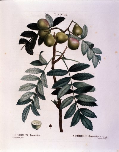 Botanik: cormier dalı (Sorbus domestica) “” Nouveau Duhamel du Monceau veya Treats Treats Trees and Çalılar Fransa
