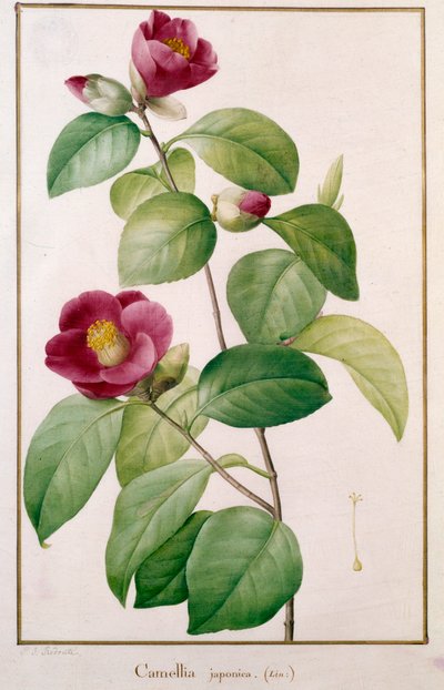 Camellia japonica Botanik Plaka, Pierre Joseph Redoute (1759-1840) 19. yüzyıl Paris, Doğa Tarihi Müzesi by Pierre Joseph (after) Redoute