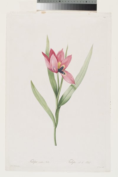  by Pierre Joseph (after) Redoute