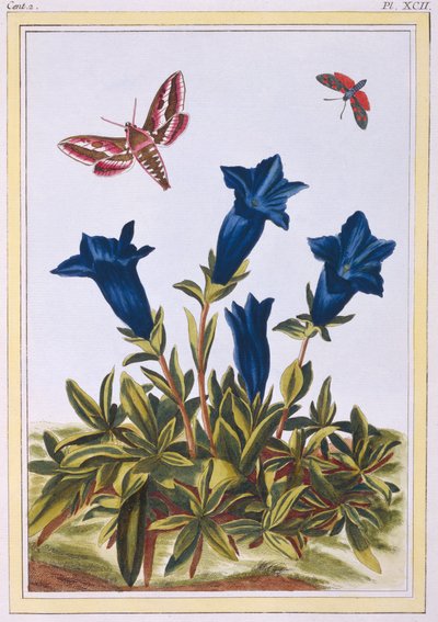 Mavi Centiyana Trompet Çiçeği, pub. 1776. by Pierre Joseph Buchoz