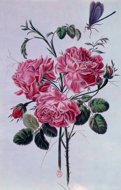Şakayık buketi Pierre Joseph tarafından Litografi by Pierre Joseph Buchoz