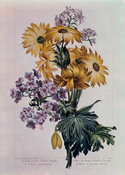 Güneş buketi ve diğer çiçekler. Tek Çiçekli Çok Yıllık Güneş, Acouit Yapraklı Turna Gagası ve Büyük Çiçekli Aster. Pierre Joseph (1731-1807) tarafından litografi 18. yüzyıl Paris, B.N. by Pierre Joseph Buchoz