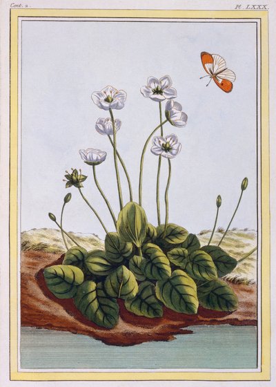Parnassus Vakum Otu Parnassus Otu, pub. 1776. by Pierre Joseph Buchoz