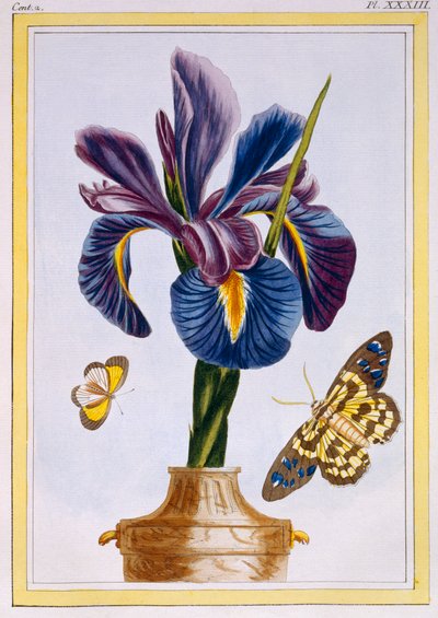 Kelebekler ile Ortak İris, pub. 1776. by Pierre Joseph Buchoz